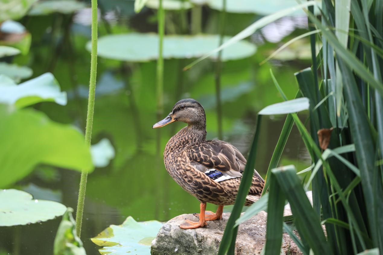 D8383D7B1D24654CCB9D4F3D323_A6F6B9F4_26830